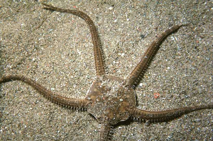 01 Ophiura texturata.jpg